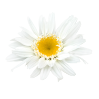 blanco gerbera flor cortar fuera png