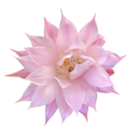 rosa cactus fiore tagliare su png