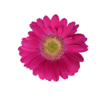 pink gerbera flower png