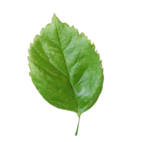 vert feuilles png