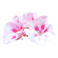 rosado geranio flor separar png