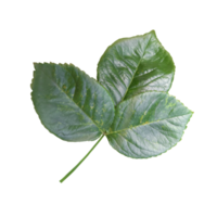 Green leaves png