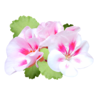 rosa geranium blomma Skära ut png