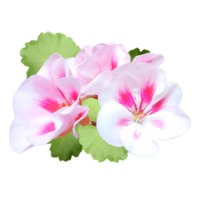 Rosa Geranie Blume ausgeschnitten png