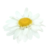 fiore margherita bianca png