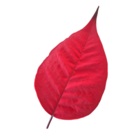 röd blad skära ut png