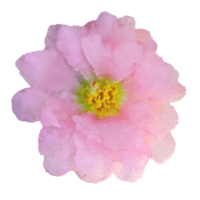 bloem element voor artwork png