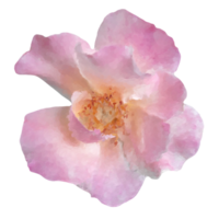 wijnoogst bloemen ontwerp element png