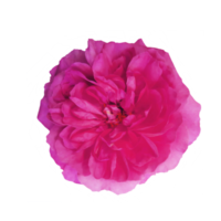 rosado Rosa separar png