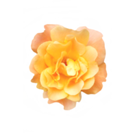 Orange des roses fleur coupé png