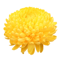 flor de dalia amarilla png