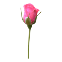 rosa reste sig blomma transparent png