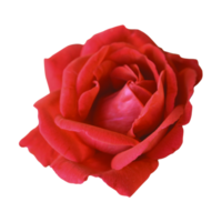 fleur rose rouge png