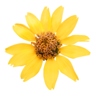 Yellow flower png