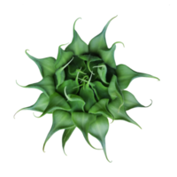 fleur de tournesol transparente png