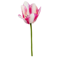 roze tulp besnoeiing uit png