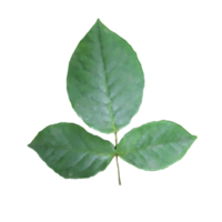 rose leaves transparent png