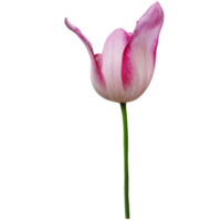 roze tulp besnoeiing uit png