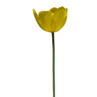 giallo tulipano tagliare su png