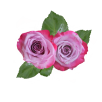 lila ros blomma png