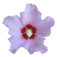 Purper hibicus bloem PNG