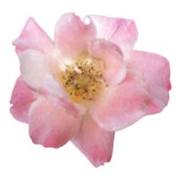 wijnoogst bloemen ontwerp element png