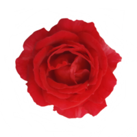rojo Rosa flor separar png