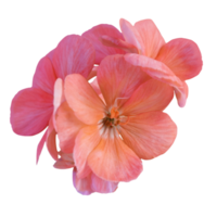 orange geranium blomma skära ut png