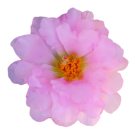 flor de gerbera rosa png