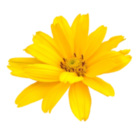 Gelb Gerbera Blume Schnitt aus png