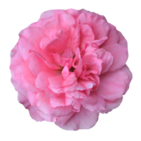 rozen bloem element png