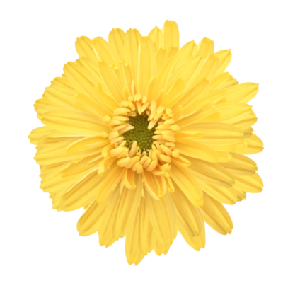 Yellow Daisy PNGs for Free Download