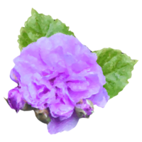 Rosen Blume Element png