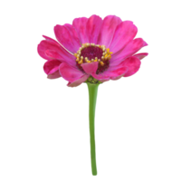 zinnia fiore tagliare su trasparente png