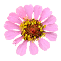 Zinnie Blume Schnitt aus transparent png