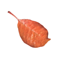 autunm leaf transparent png