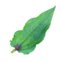 zinnia leaf transparent png