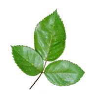 rose leaves transparent png