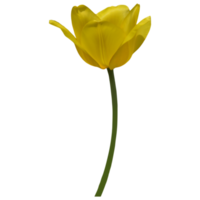 giallo tulipano tagliare su png