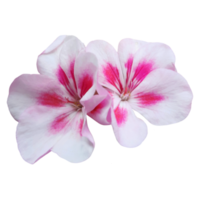 Rosa Geranie Blume ausgeschnitten png