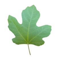 Fig leaf cut out png