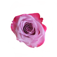 flor rosa morada png