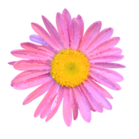 blomma element för konstverk png