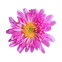 bloem element voor artwork png