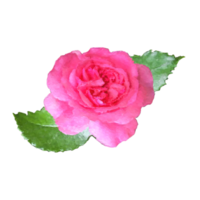 wijnoogst bloemen ontwerp element png