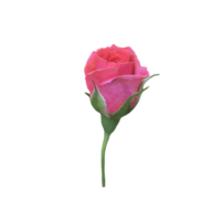 Rosa Rose ausgeschnitten png