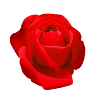 rouge Rose fleur coupé png