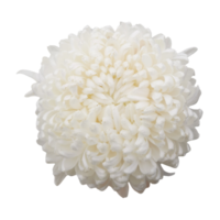 white dahlia flower png