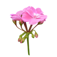 rosado geranio flor cortar fuera png
