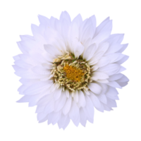 bianca gerbera fiore tagliare su png